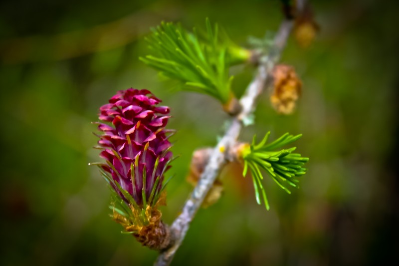 Larch